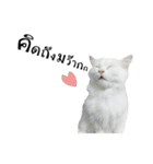 slave cat v.1（個別スタンプ：9）