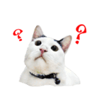 slave cat v.1（個別スタンプ：10）