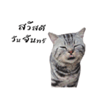 slave cat v.1（個別スタンプ：11）