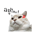 slave cat v.1（個別スタンプ：13）