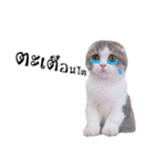 slave cat v.1（個別スタンプ：14）