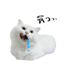 slave cat v.1（個別スタンプ：18）
