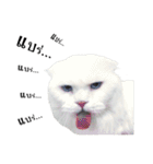 slave cat v.1（個別スタンプ：20）