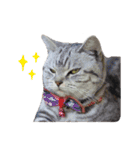 slave cat v.1（個別スタンプ：21）