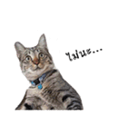 slave cat v.1（個別スタンプ：22）