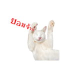slave cat v.1（個別スタンプ：23）