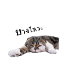 slave cat v.1（個別スタンプ：24）