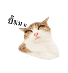 slave cat v.1（個別スタンプ：25）