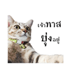 slave cat v.1（個別スタンプ：26）