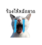 slave cat v.1（個別スタンプ：27）
