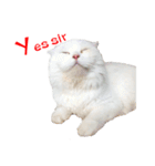 slave cat v.1（個別スタンプ：28）