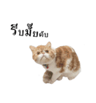 slave cat v.1（個別スタンプ：29）