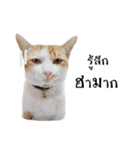 slave cat v.1（個別スタンプ：30）
