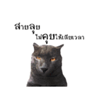 slave cat v.1（個別スタンプ：31）
