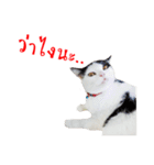 slave cat v.1（個別スタンプ：33）