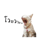 slave cat v.1（個別スタンプ：34）