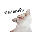 slave cat v.1（個別スタンプ：35）