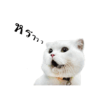 slave cat v.1（個別スタンプ：36）