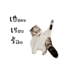 slave cat v.1（個別スタンプ：37）