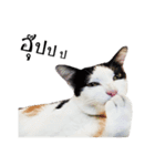 slave cat v.1（個別スタンプ：38）