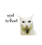 slave cat v.1（個別スタンプ：39）