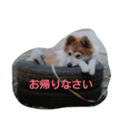 フェレット時々ちび（個別スタンプ：10）