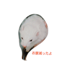 フェレット時々ちび（個別スタンプ：14）