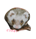 フェレット時々ちび（個別スタンプ：17）