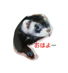 フェレット時々ちび（個別スタンプ：19）