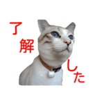 あにきとかしらのスタンプ（個別スタンプ：3）