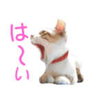 あにきとかしらのスタンプ（個別スタンプ：4）