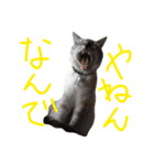 あにきとかしらのスタンプ（個別スタンプ：7）