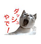 あにきとかしらのスタンプ（個別スタンプ：12）