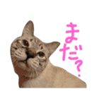 あにきとかしらのスタンプ（個別スタンプ：13）