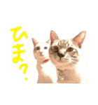 あにきとかしらのスタンプ（個別スタンプ：18）