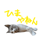 あにきとかしらのスタンプ（個別スタンプ：19）