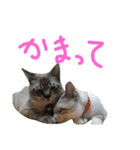 あにきとかしらのスタンプ（個別スタンプ：20）