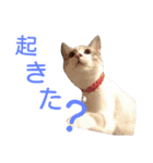 あにきとかしらのスタンプ（個別スタンプ：21）