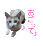 あにきとかしらのスタンプ（個別スタンプ：28）
