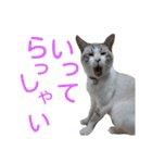 あにきとかしらのスタンプ（個別スタンプ：30）