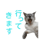 あにきとかしらのスタンプ（個別スタンプ：31）