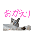 あにきとかしらのスタンプ（個別スタンプ：33）