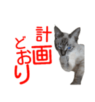 あにきとかしらのスタンプ（個別スタンプ：34）