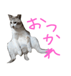あにきとかしらのスタンプ（個別スタンプ：36）