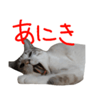 あにきとかしらのスタンプ（個別スタンプ：39）