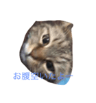 ハニさんの日常。（個別スタンプ：1）