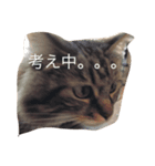ハニさんの日常。（個別スタンプ：5）