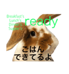ロップイヤーのりぼんちゃん（個別スタンプ：12）