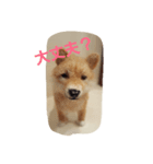 フェルトワンコつぶやく（個別スタンプ：1）