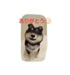 フェルトワンコつぶやく（個別スタンプ：7）